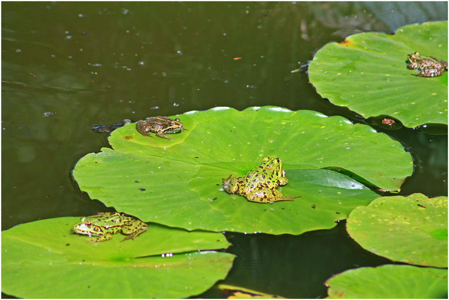 Das Froschquartett