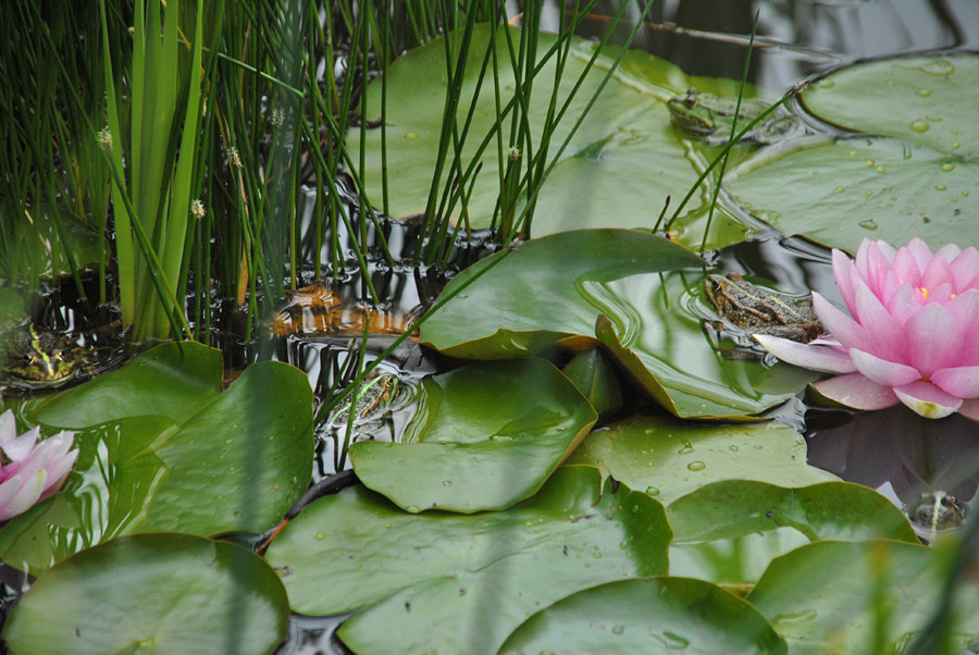 Das Froschquintett ....