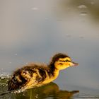 das frühe Entlein fängt die Mücke