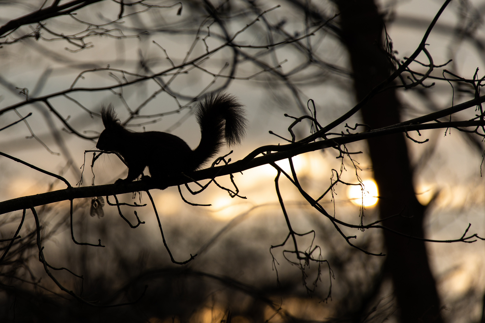 Das frühe Hörnchen kriegt die Nuss