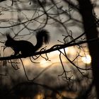 Das frühe Hörnchen kriegt die Nuss