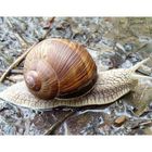 Das Frühjahr 2008 ist eine Schnecke ! Aber so langsam geht es voran.