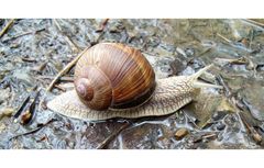 Das Frühjahr 2008 ist eine Schnecke ! Aber so langsam geht es voran.