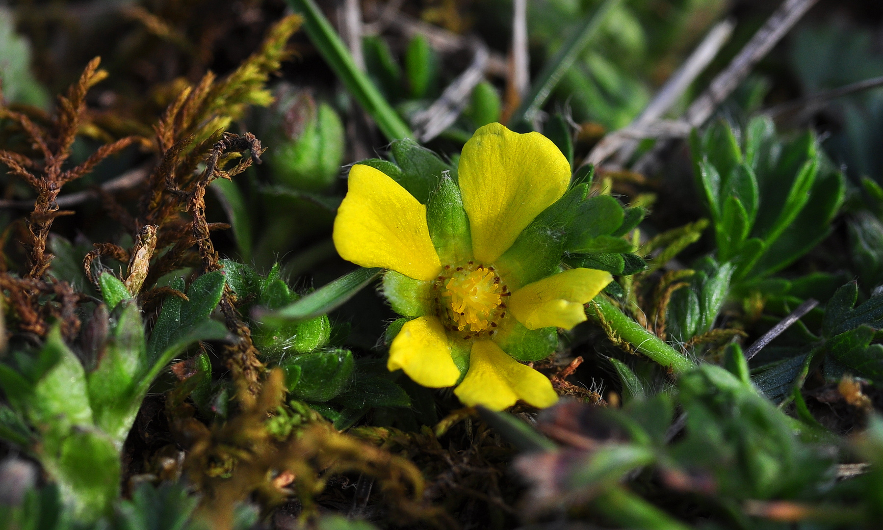 Das Frühlings-Fingerkraut (Potentilla neumanniana)