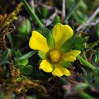 Das Frühlings-Fingerkraut (Potentilla neumanniana)