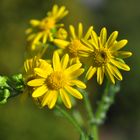 Das Frühlings- Greiskraut (Senecio vernalis)