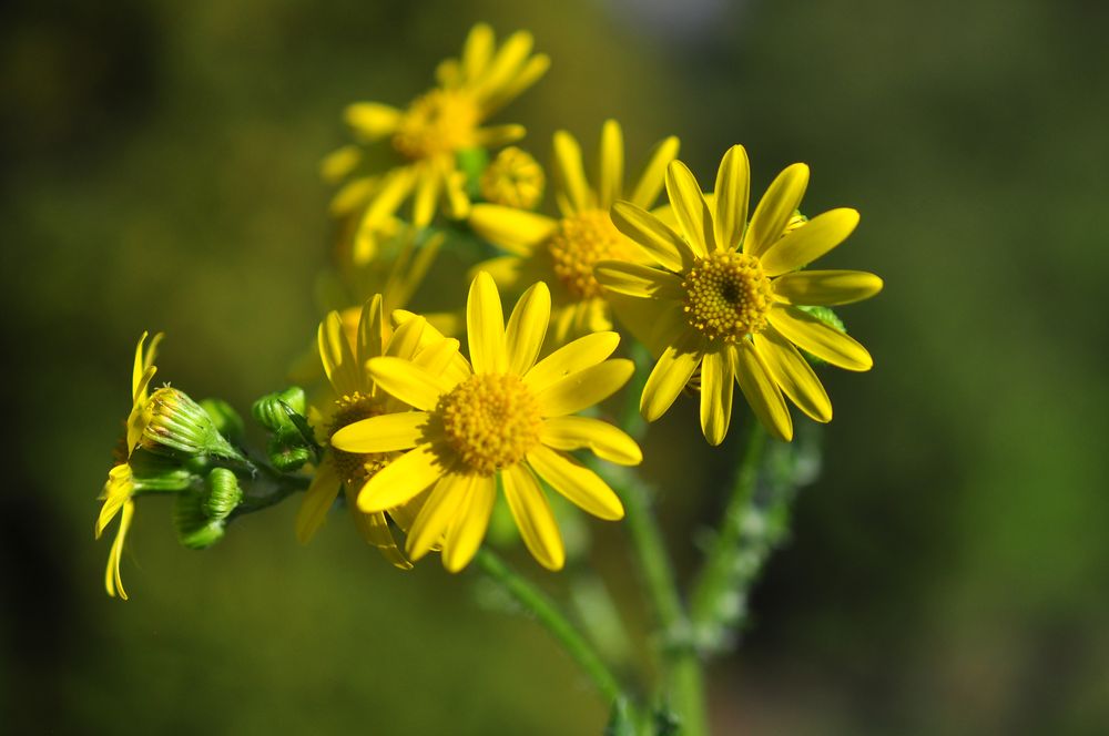 Das Frühlings- Greiskraut (Senecio vernalis)