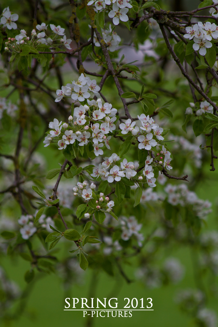 Das Frühlingserwachen