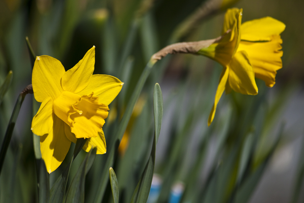 Das Frühlingserwachen im Garten