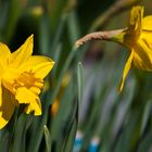 Das Frühlingserwachen im Garten