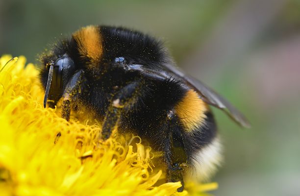Das Frühlingsmahl ist serviert...