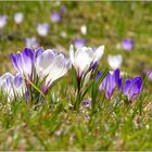 Das Frühlingstreffen der Krokusse