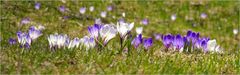 Das Frühlingstreffen der Krokusse