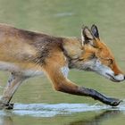 Das Fuchskitz watschelt durch das Wasser