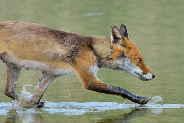 Das Fuchskitz watschelt durch das Wasser