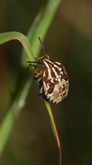 Das fünfte und letzte Larvenstadium der Wanze Carpocoris pudicus 