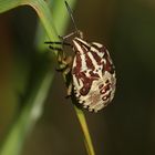 Das fünfte und letzte Larvenstadium der Wanze Carpocoris pudicus 