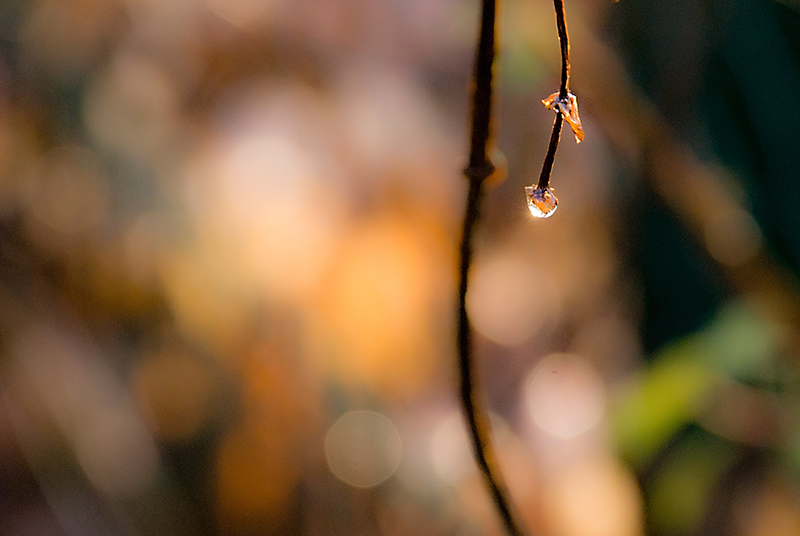 Das Funkeln der Natur - Regen und Morgensonne