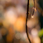 Das Funkeln der Natur - Regen und Morgensonne