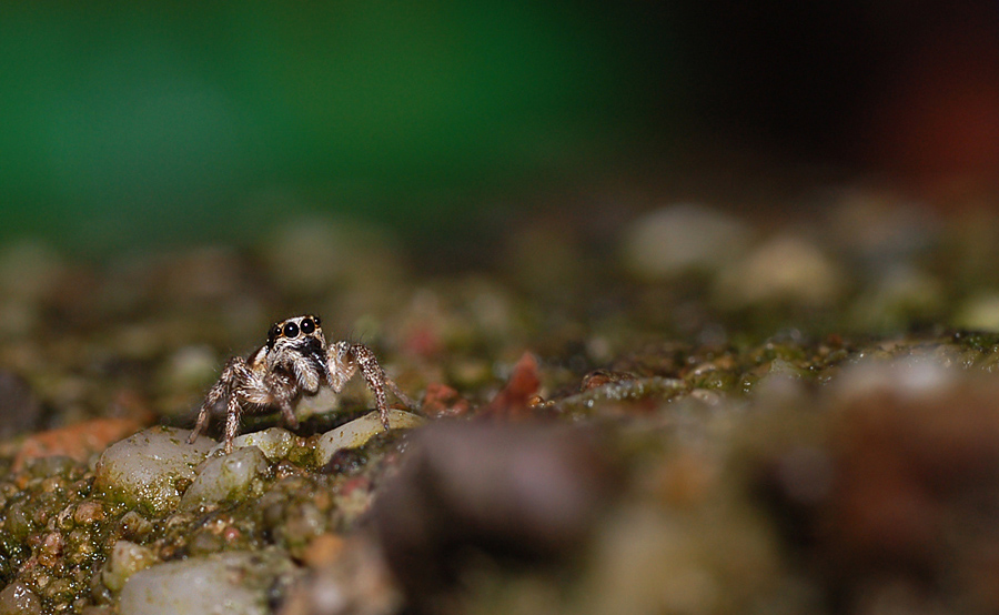 das funkeln in den augen der harlekinspringspinne ... - spiderview #2