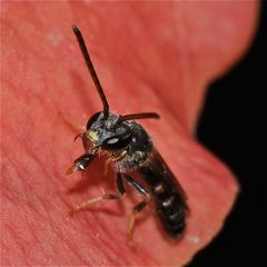 Das Furchenbienen-Männchen streckt mir doch wahrhaftig die Zunge raus!