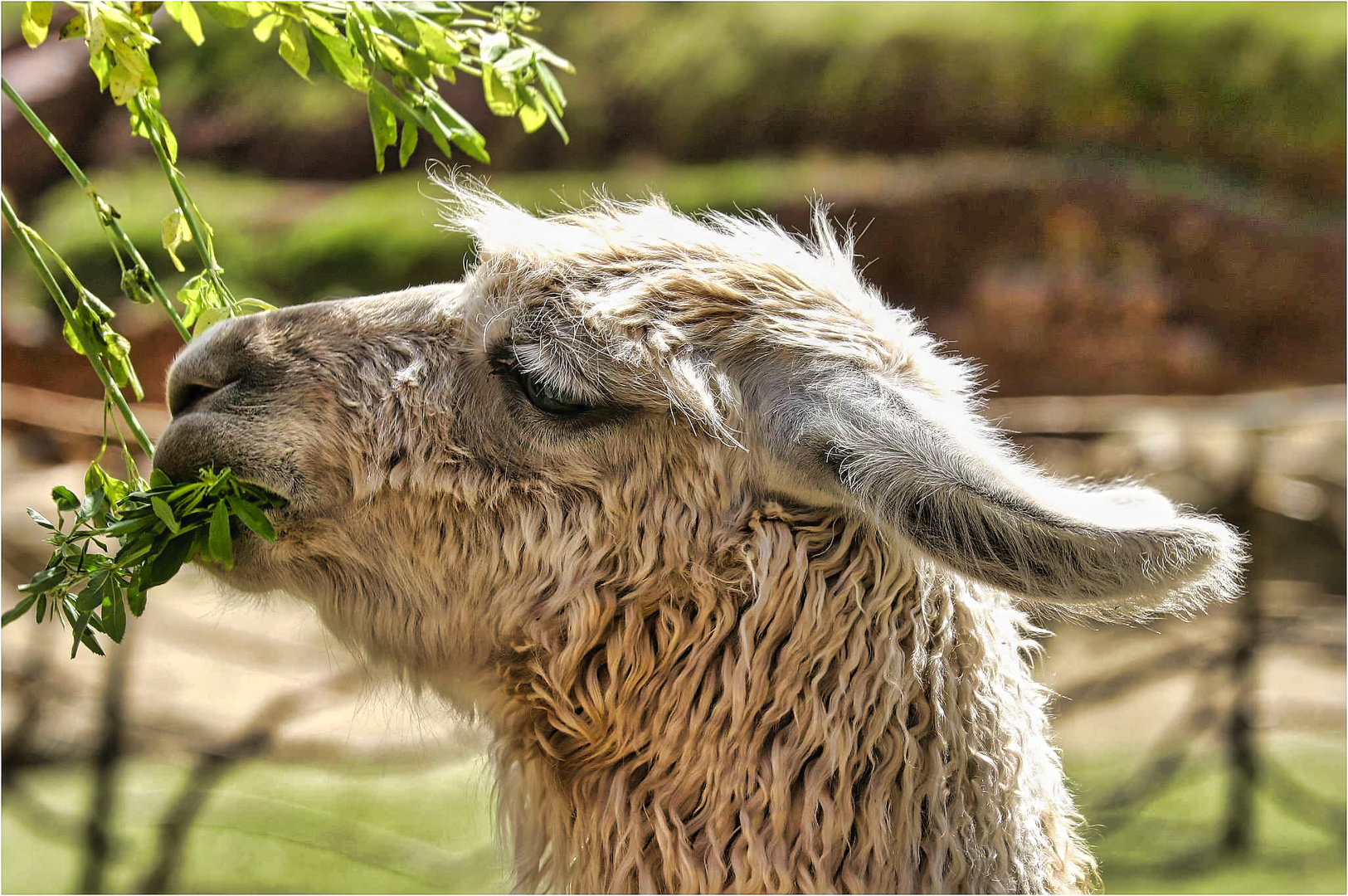 Das futternde Lama