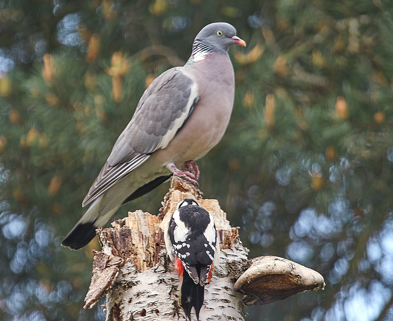 das Futterversteck des Spechts wird auch durch andere Vöfgel aufgesucht