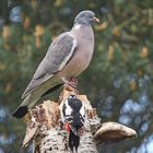 das Futterversteck des Spechts wird auch durch andere Vöfgel aufgesucht