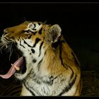 Das Gähnen des Tigers