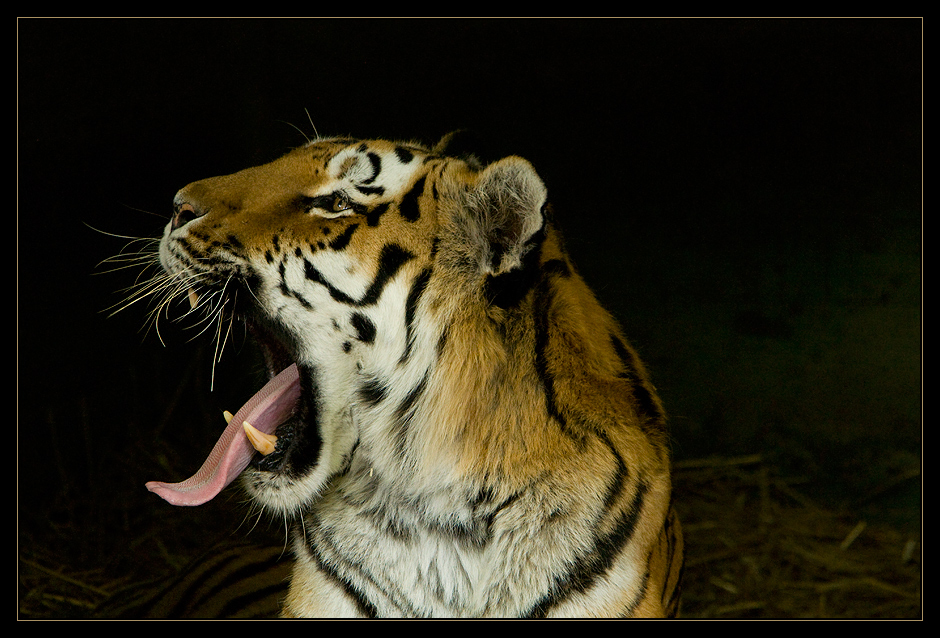 Das Gähnen des Tigers