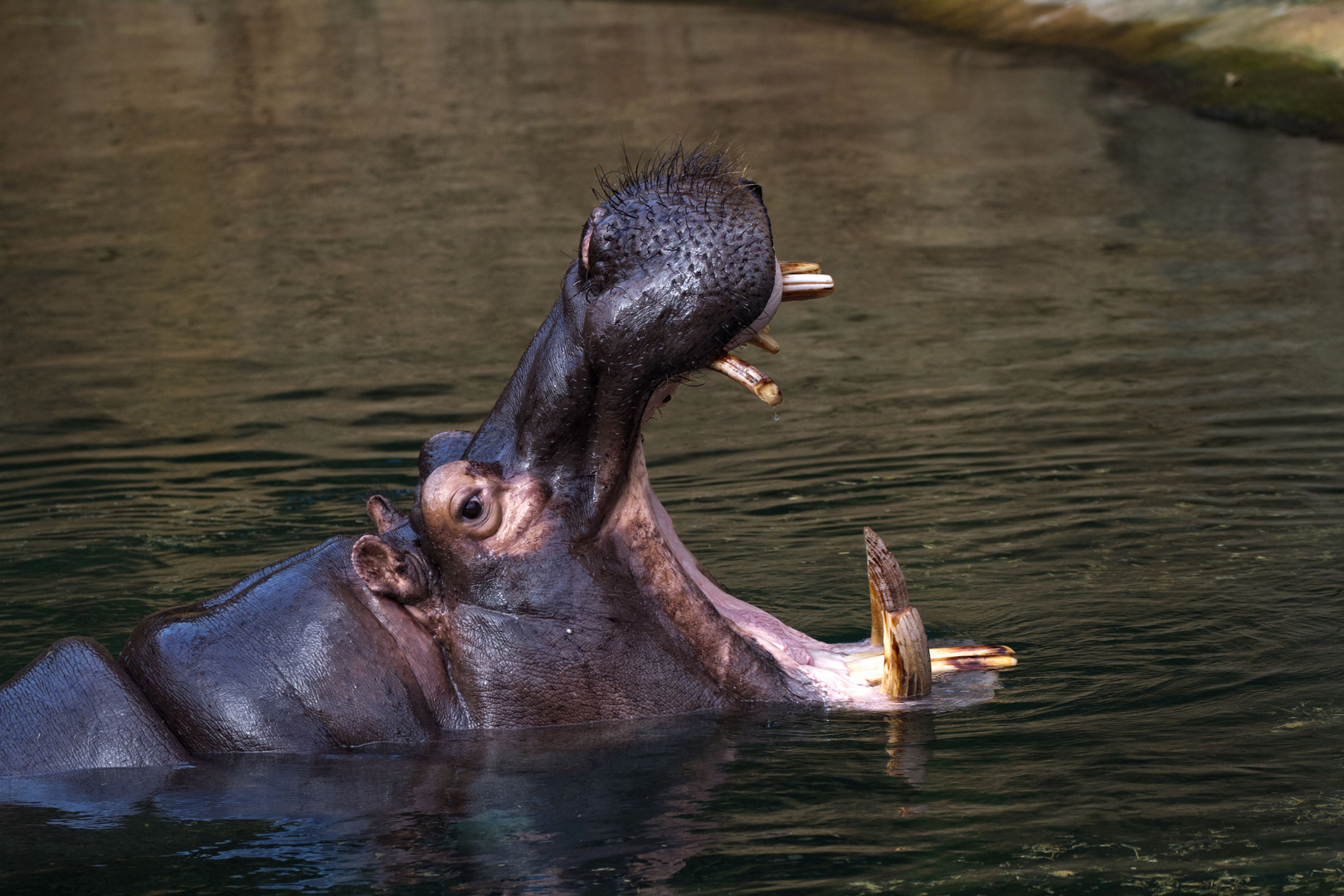 das Gähnen hat einen Namen: Hippo