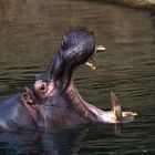 das Gähnen hat einen Namen: Hippo