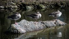 Das Gänse-Trio beim Sonnenbad