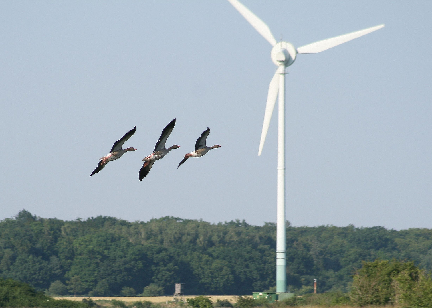 Das Gänse-Trio hat das Windrad rechtzeitig erkannt.