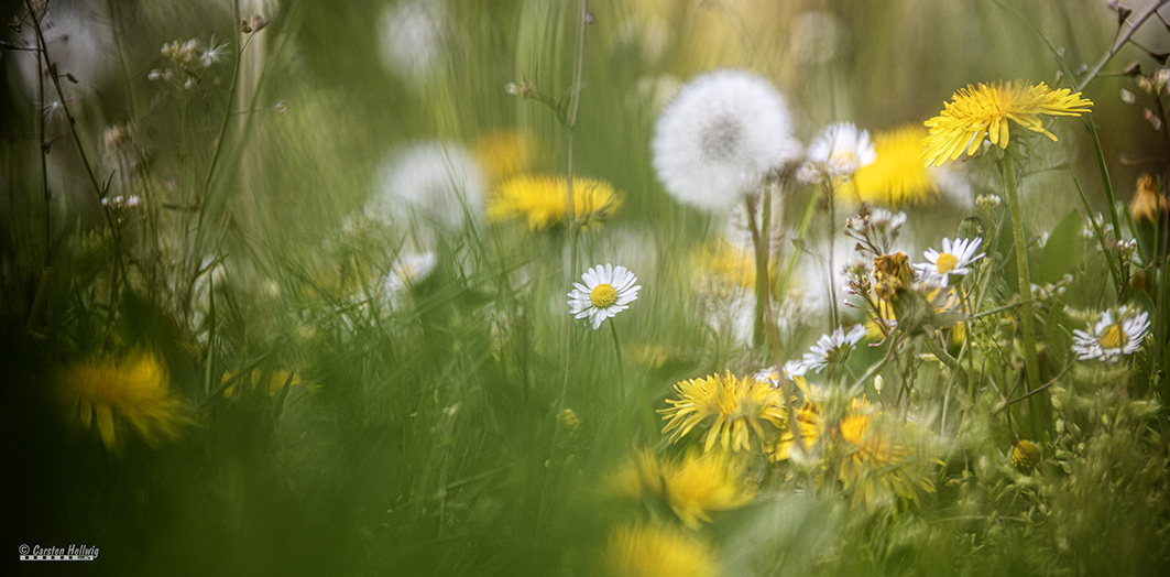 Das Gänseblümchen 