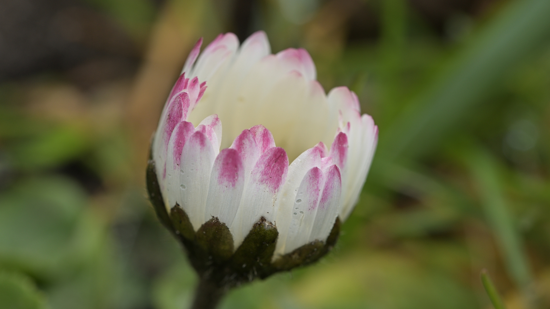 Das Gänseblümchen