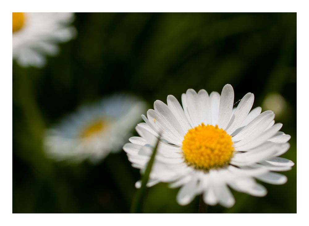 das Gänseblümchen