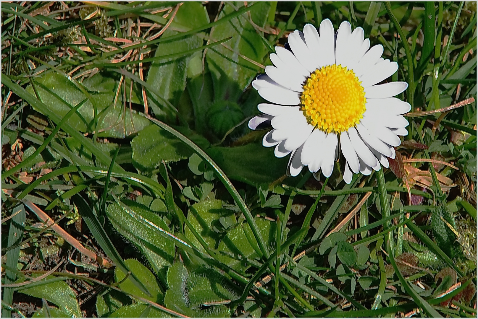 Das Gänseblümchen...