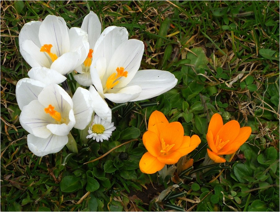 (-: ...das Gänseblümchen... :-)