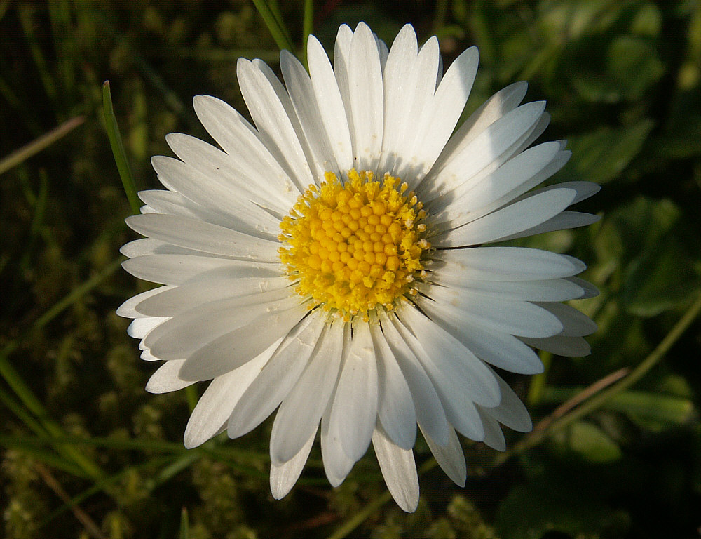 Das Gänseblümchen