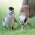 Das Gänseblümchen...