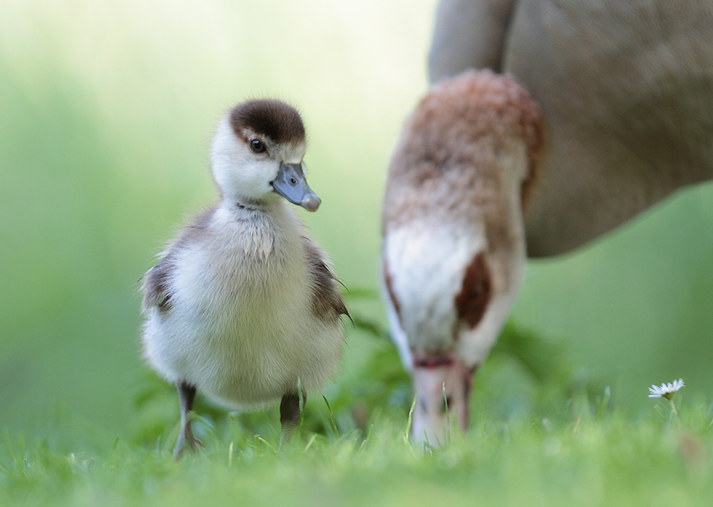 Das Gänseblümchen...