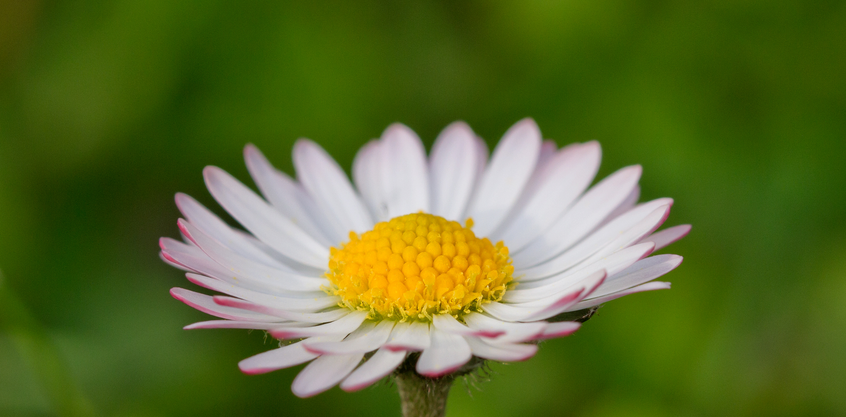 Das Gänseblümchen