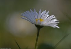 Das Gänseblümchen