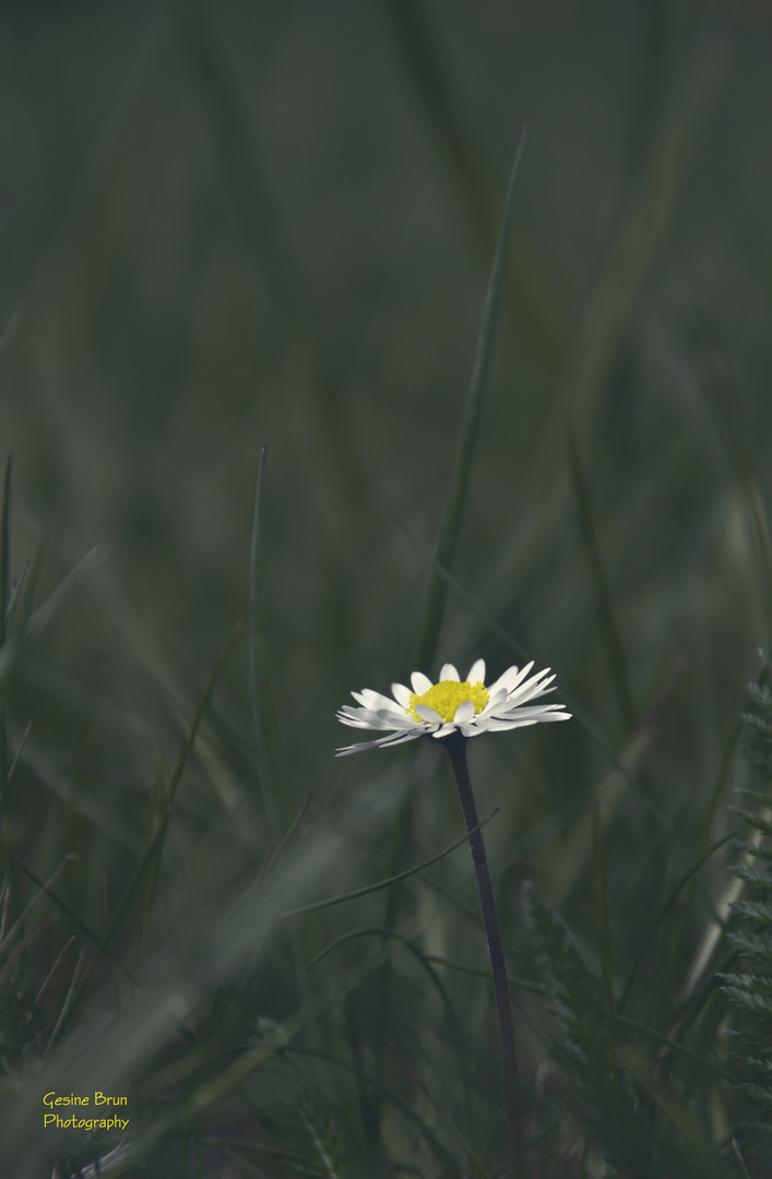 Das Gänseblümchen...