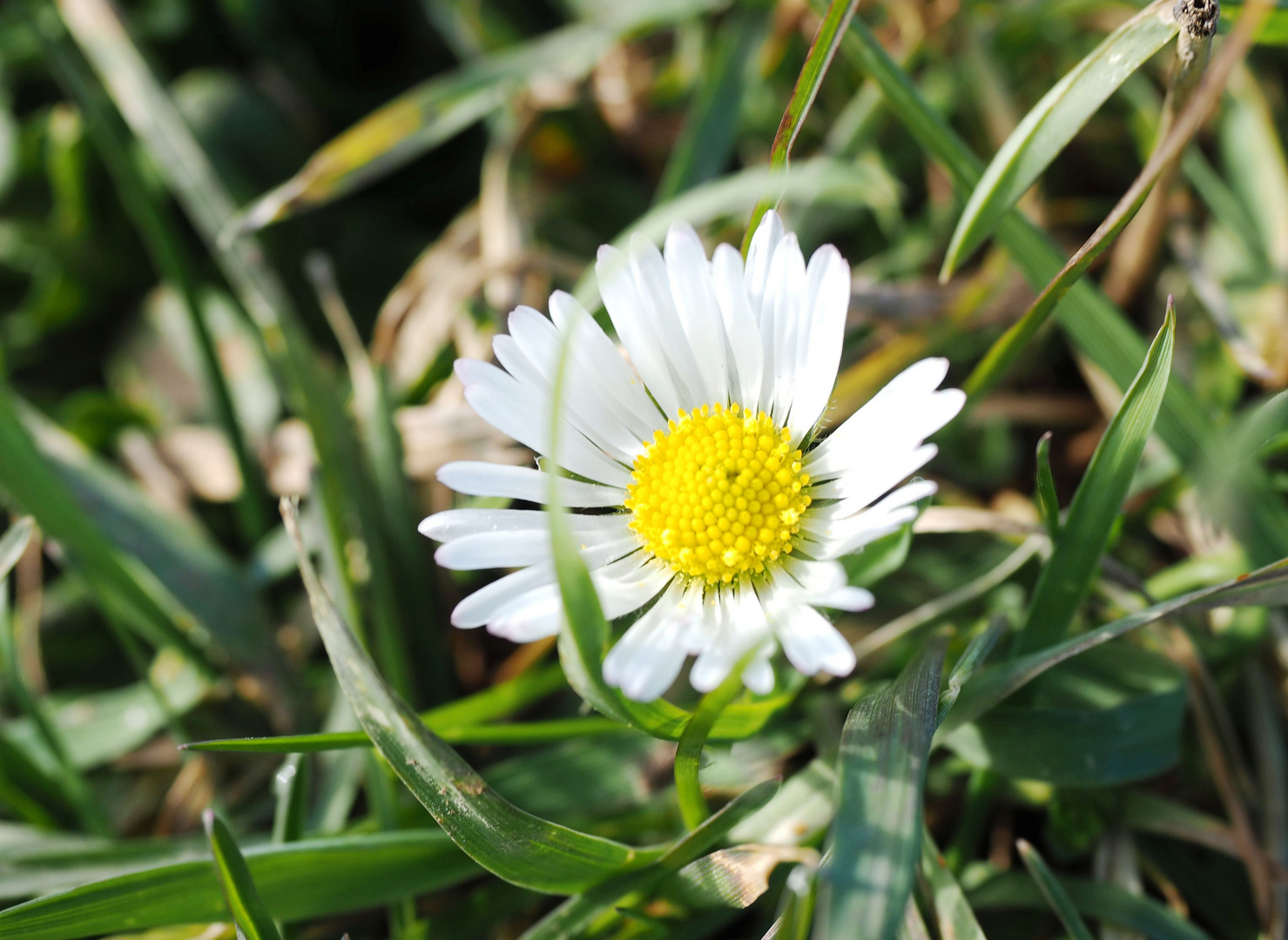 Das Gänseblümchen