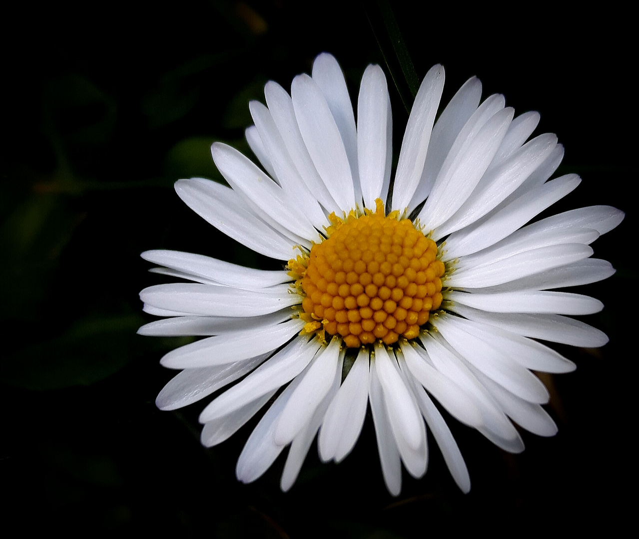 Das Gänseblümchen...