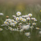 Das Gänseblümchen