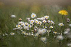 Das Gänseblümchen