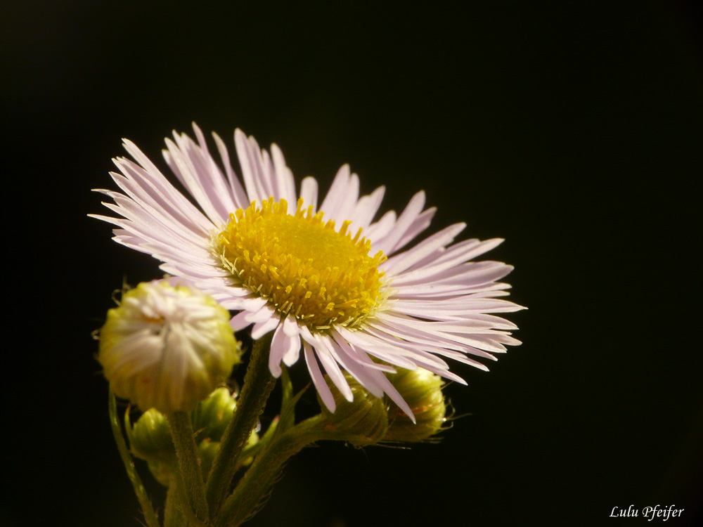 Das Gänseblümchen